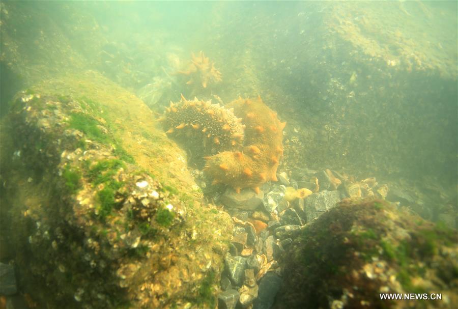 Photo taken on Oct. 21, 2017 shows sea cucumbers in the sea off the Luming Island in Dalian, northeast China\'s Liaoning Province. Local fishermen were busy harvesting stichopus japonicus, a type of sea cucumber that is well-known for its delicacy and good nutrition. (Xinhua/Piao Feng)