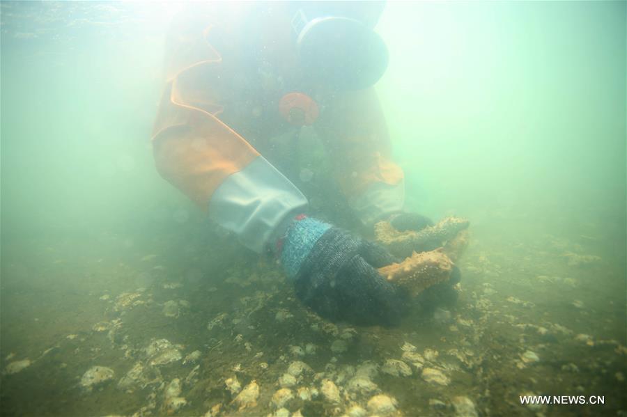 Feng Yan collects sea cucumber in the sea off the Luming Island in Dalian, northeast China\'s Liaoning Province, Oct. 21, 2017. Local fishermen were busy harvesting stichopus japonicus, a type of sea cucumber that is well-known for its delicacy and good nutrition. (Xinhua/Piao Feng)