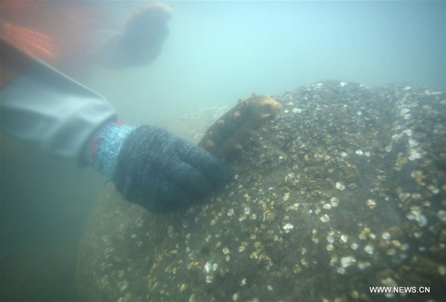 A fisherman collects sea cucumber in the sea off the Luming Island in Dalian, northeast China\'s Liaoning Province, Oct. 21, 2017. Local fishermen were busy harvesting stichopus japonicus, a type of sea cucumber that is well-known for its delicacy and good nutrition. (Xinhua/Piao Feng)