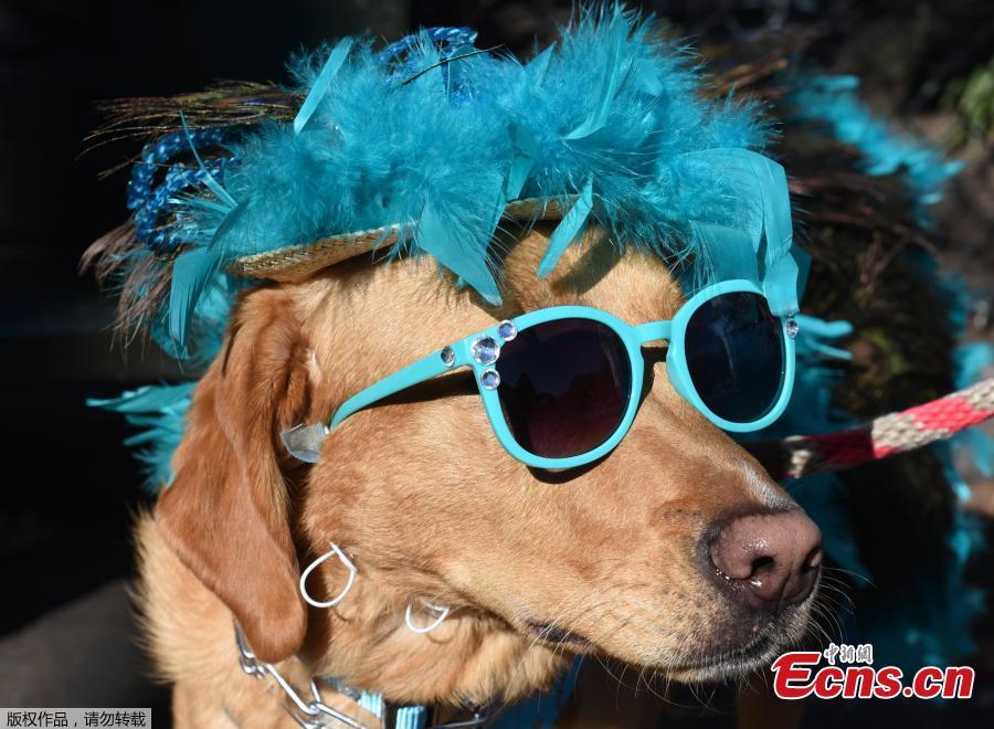 Cute photos from the Tompkins Square Halloween Dog Parade(1/6)