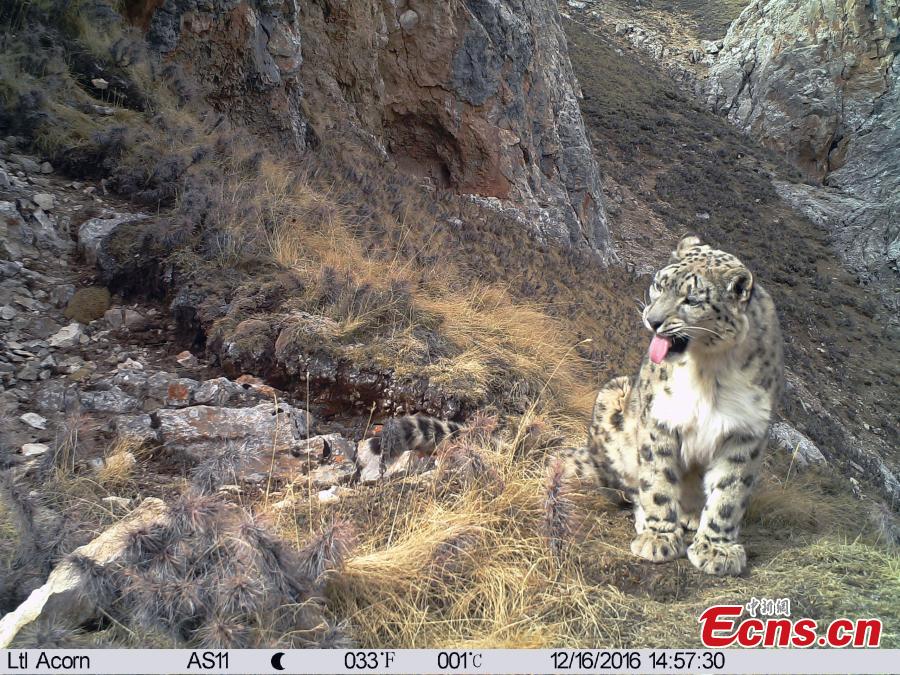 Snow leopards roam along Lancang River headstreams(1/9)