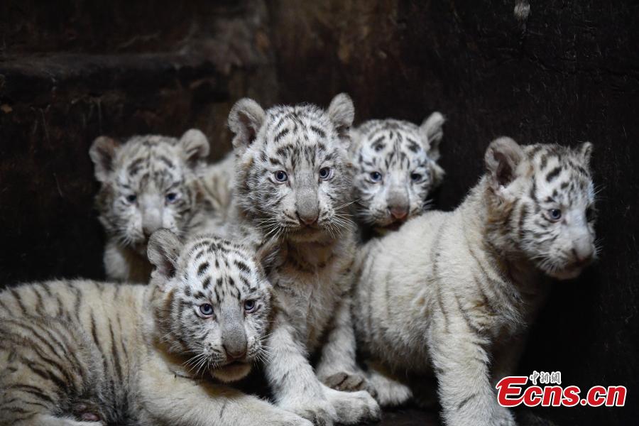 Rare white tiger sextuplets born in Yunnan zoo(1/6)