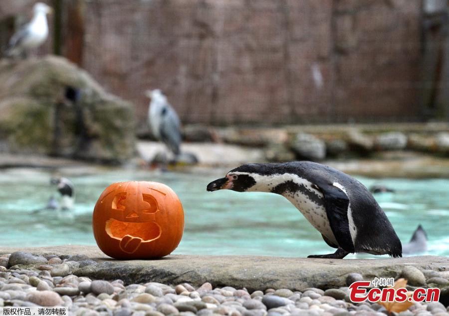 Animals at London zoo enjoy Halloween themed treats(1/6)