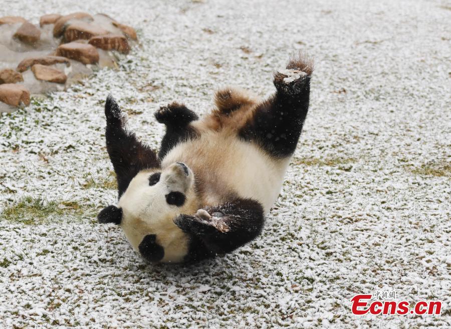 Panda has fun in early snow in Changchun (1/9)