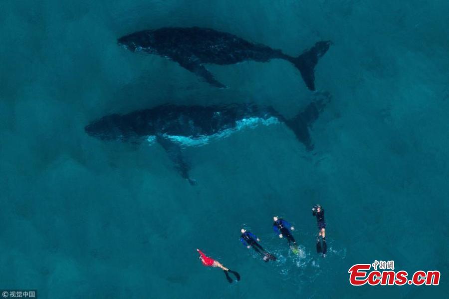 Divers swim along humpback whales at Ningaloo Reef (1/3)
