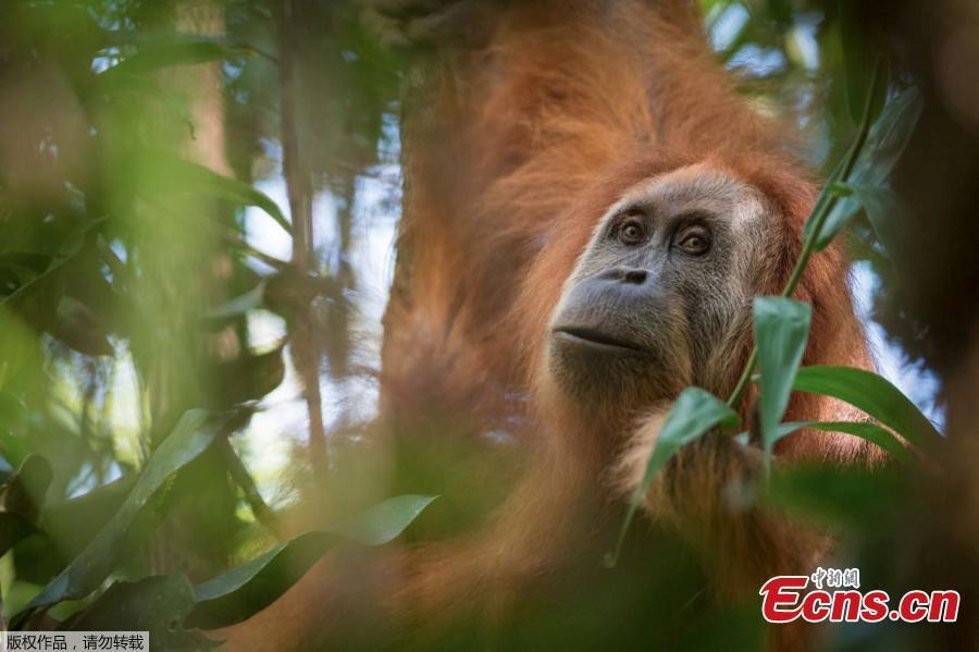 A photo of Pongo tapanuliensis. A remote population of frizzy-haired orangutans on the Indonesian island of Sumatra seems to be a new species of primate, scientists say. But the newest member of the family tree of advanced animals that include humans may not be around much longer. Their numbers are so small, and their habitat so fragmented, that they are in danger of going extinct, say the scientists who studied them. A study published Thursday in the journal Current Biology said there are no more than 800 of the primates, which researchers named Pongo tapanuliensis, making it the most endangered great ape species. (Photo/Agencies)