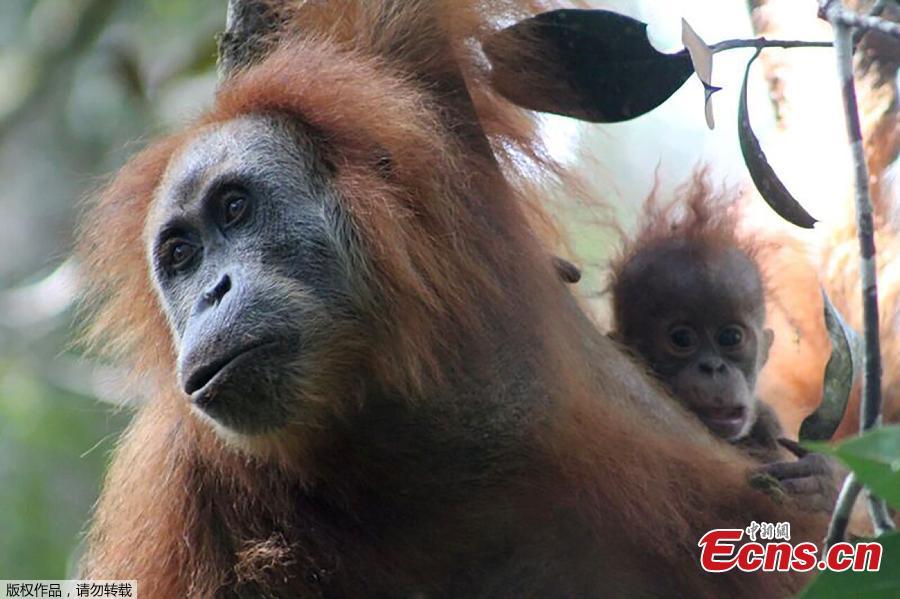 A photo of Pongo tapanuliensis. A remote population of frizzy-haired orangutans on the Indonesian island of Sumatra seems to be a new species of primate, scientists say. But the newest member of the family tree of advanced animals that include humans may not be around much longer. Their numbers are so small, and their habitat so fragmented, that they are in danger of going extinct, say the scientists who studied them. A study published Thursday in the journal Current Biology said there are no more than 800 of the primates, which researchers named Pongo tapanuliensis, making it the most endangered great ape species. (Photo/Agencies)