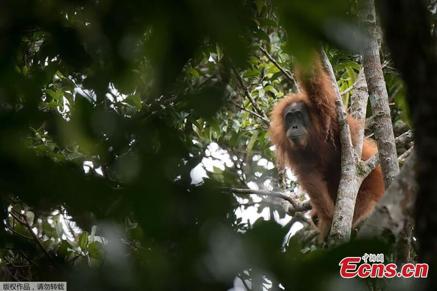 A photo of Pongo tapanuliensis. A remote population of frizzy-haired orangutans on the Indonesian island of Sumatra seems to be a new species of primate, scientists say. But the newest member of the family tree of advanced animals that include humans may not be around much longer. Their numbers are so small, and their habitat so fragmented, that they are in danger of going extinct, say the scientists who studied them. A study published Thursday in the journal Current Biology said there are no more than 800 of the primates, which researchers named Pongo tapanuliensis, making it the most endangered great ape species. (Photo/Agencies)