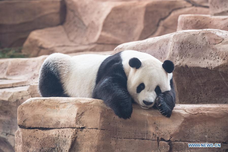 Giant pandas ready for public debut in Indonesia(1/7)
