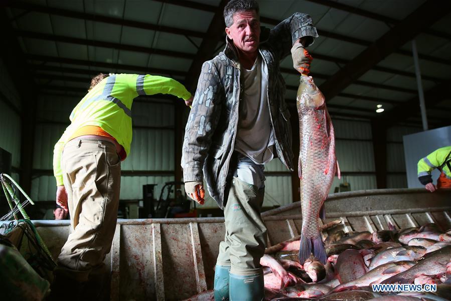 Chinese business brings prosperity to fishermen on Mississippi(1/5)