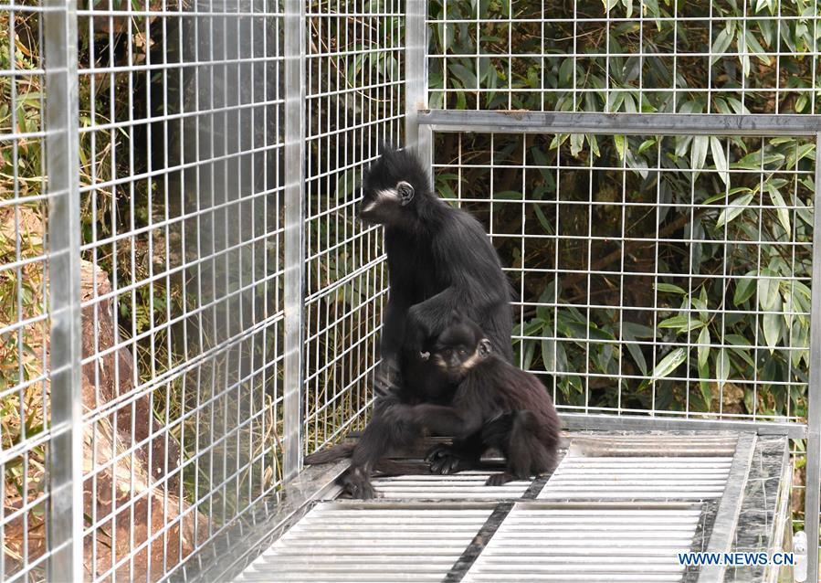 Artificially-bred Francois leaf monkeys released to nature(1/5)