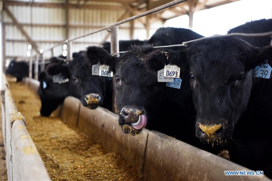 China trade could be pioneer U.S. beef producer's meat and drink(1/17)