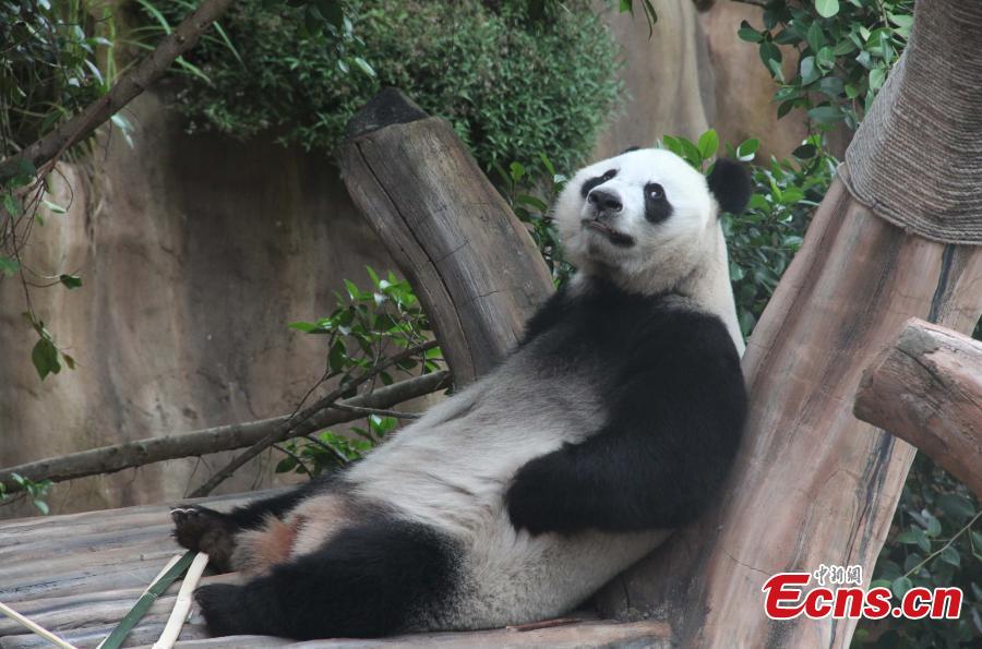 Pandas Hu Chun and Cai Tao ready for public debut in Indonesia(1/6)