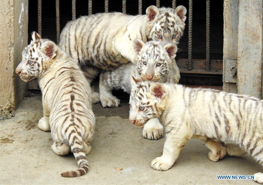 Quadruplets of tiger cubs in Jiangsu(1/3)