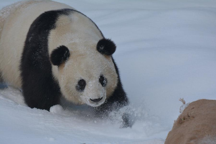 Two giant pandas enjoy first snow of winter(1/9)