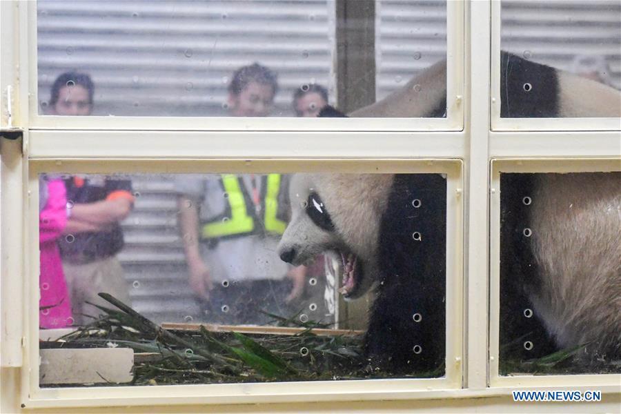 Malaysia-born panda cub flies back to China(1/6)