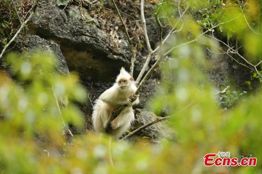 Albino leaf monkey spotted in south China(1/5)