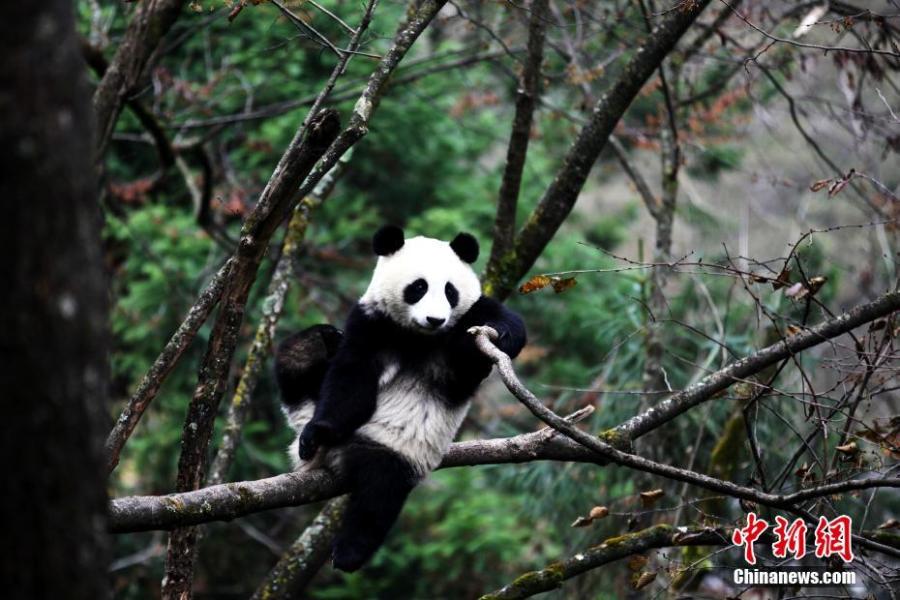 Giant panda pair to be released into wild(1/9)