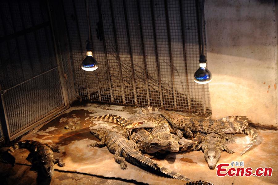 Guangxi zoo prepares animals for cold winter(4/5)