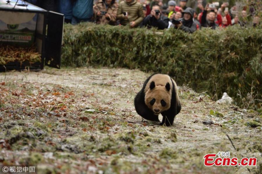 Giant panda pair released into wild (1/3)