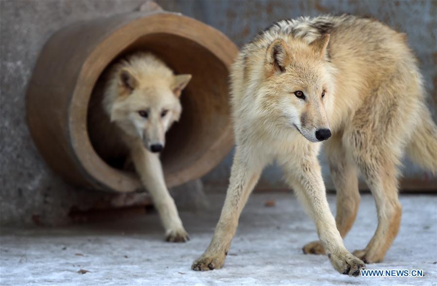 Five arctic wolves from Serbia introduced to park in Heilongjiang (1/7)
