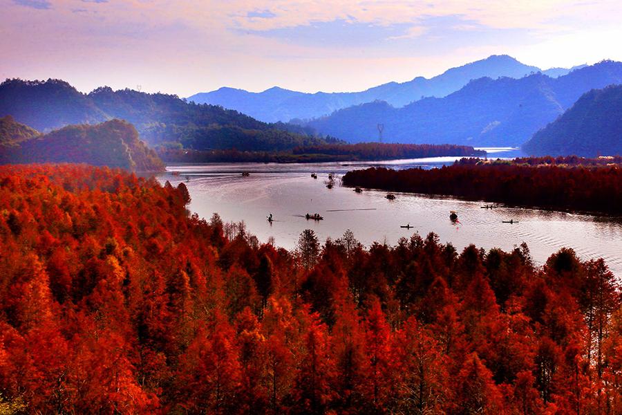 Redwood forest in Anhui shimmers under winter sunlight(1/4)