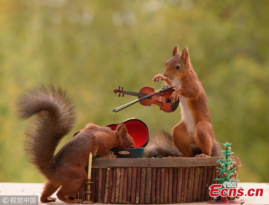 Cute: squirrels prove they know how to play instruments(1/6)
