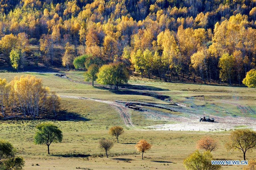 Saihanba forest turns into important ecological shield for Beijing, Tianjin(1/11)