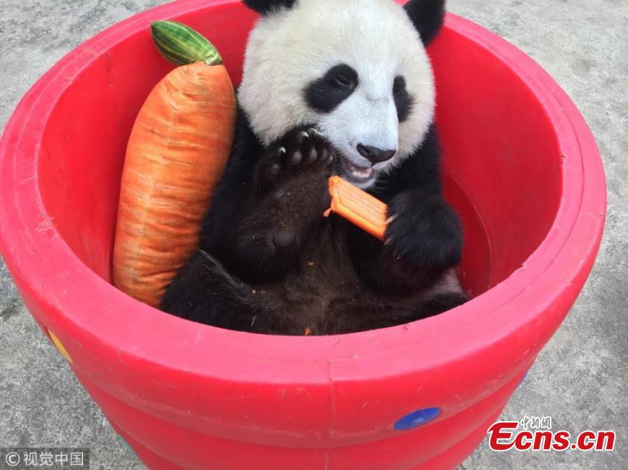 Snaps of cute panda eating carrots goes viral(1/3)