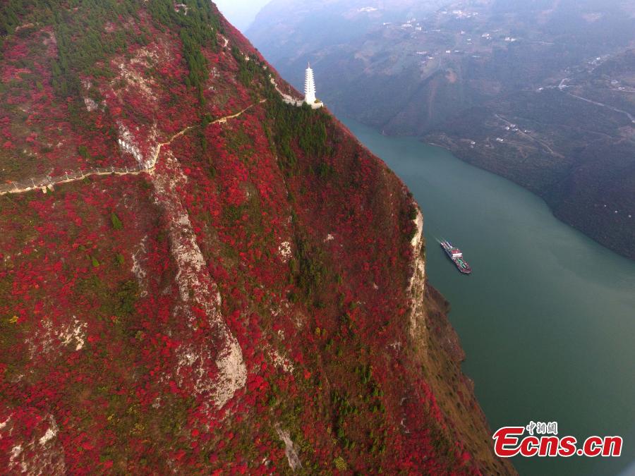 Gorgeous views with red leaves along the Yangtze River (1/9)