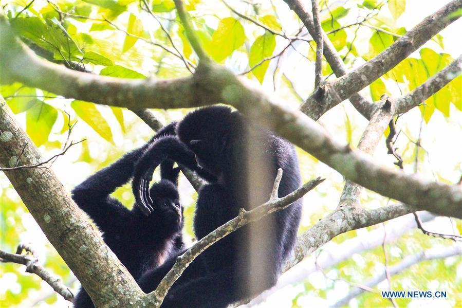 Protection of rare primate Hainan gibbon(1/13)