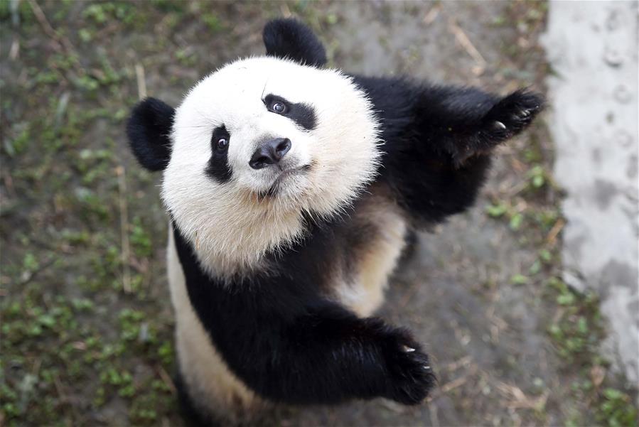Xi'an-Chengdu high-speed train service offers new choice for tourists(1/18)