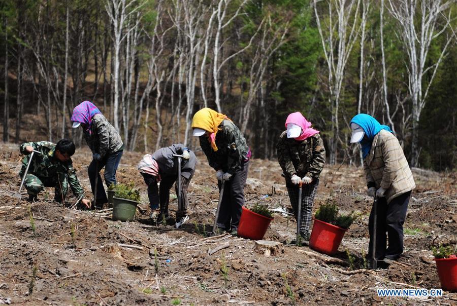 Photo taken on July 11, 2017 shows tourists visiting the Qixing Lake Scenic Area of Saihanba State Forest Park in Weichang Man and Mongolian Autonomous County of Chengde City, north China's Hebei Province. China's Saihanba afforestation community on Dec. 5, 2017 was announced to be one of the top winners of the annual UN Champions of the Earth Award for its outstanding contribution to restoration of degraded landscapes, amid the national efforts to advance ecological civilization. (Xinhua/Wang Xiao)