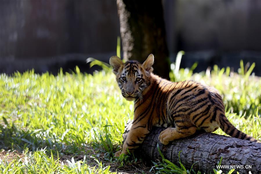 Two tiger cubs meet with public in Yangon Zoological Garden(1/8)