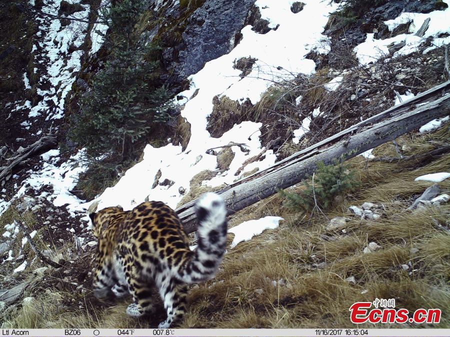 <p>Photo taken by infrared camera on Nov. 16, 2017 shows a wild leopard in Baizha forest farm of Nangqian County, Yushu Tibetan Autonomous Prefecture, northwest China's Qinghai Province. A total of 21 pieces of video footage and photos of wild leopard have been taken during a biological diversity survey in the forest farm since Oct. 17. (Photo provided by Shanshui Conservation Center)</p>