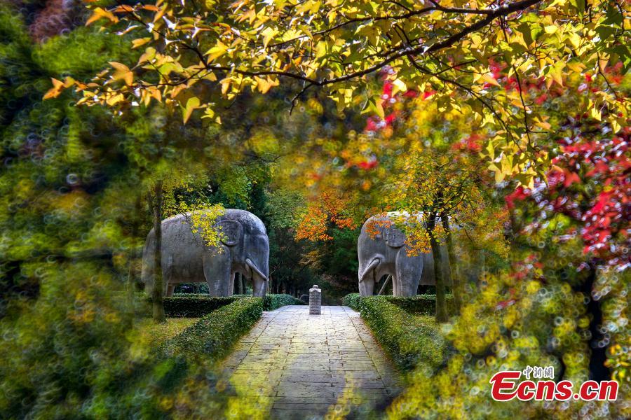Autumn scenery of Zhongshan Mountain National Park in Nanjing(1/4)