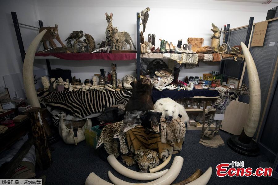 Taxidermy of endangered species seized at UK airport(1/6)