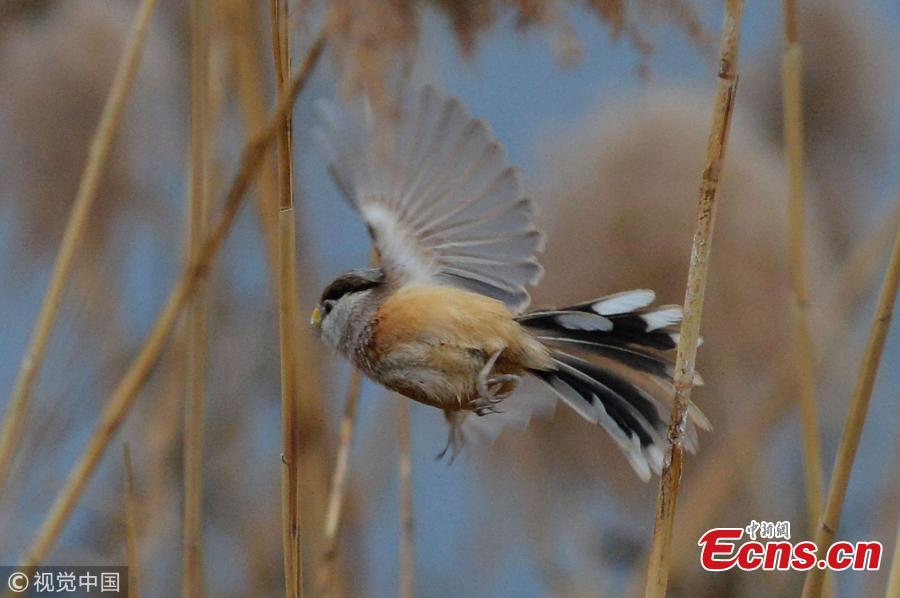 Rare birds arrive in E China for winter (1/3)