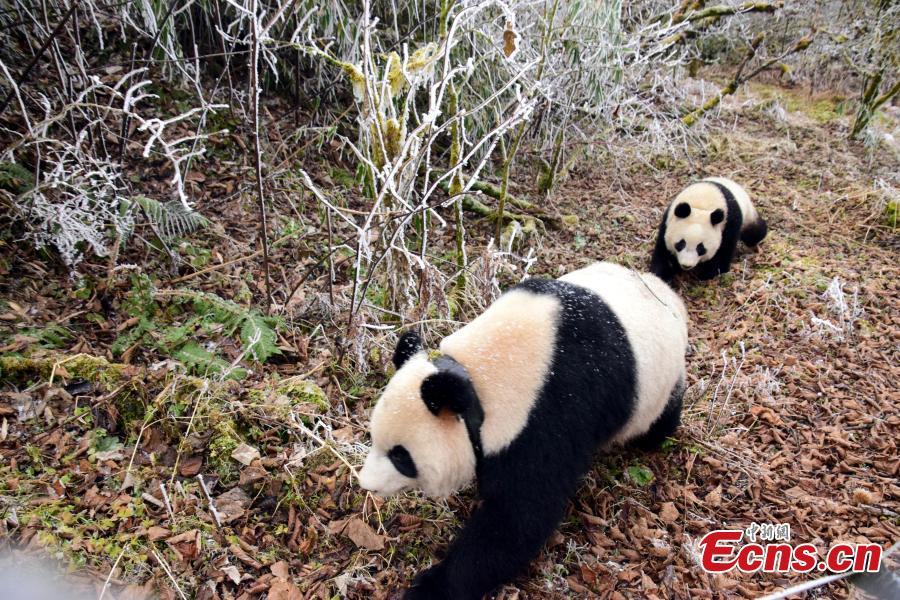 Panda cubs trained for survival in the wild(1/9)