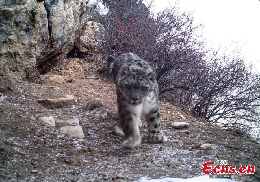 Snow leopards spotted for first time in eastern Tibet(1/2)