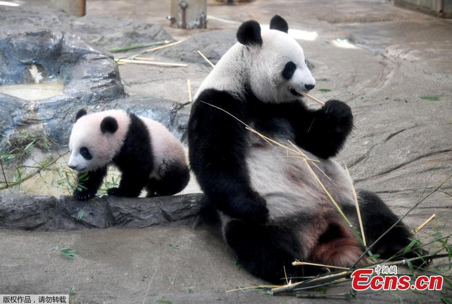 Panda cub Xiang Xiang makes public debut at Tokyo zoo(1/7)