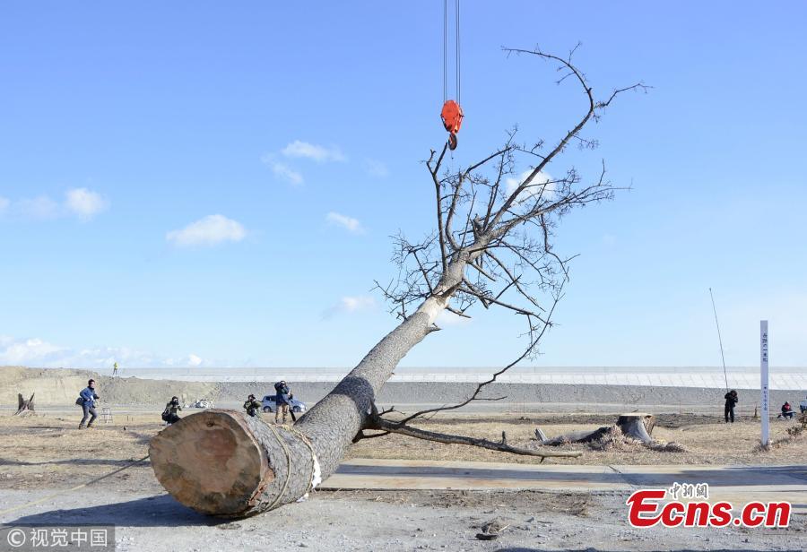 Tree that survived tsunami cut down in Japan(1/3)