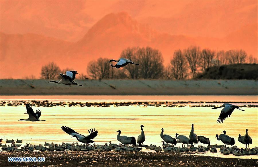 Black-necked cranes spend winter in Tibet(1/14)