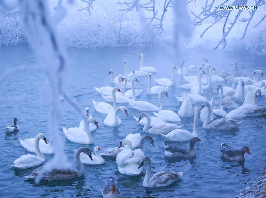 Swans spend winter in Xinjiang(1/6)