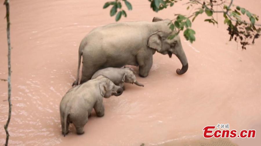 Wild elephants roam Yunnan tourist area(1/3)