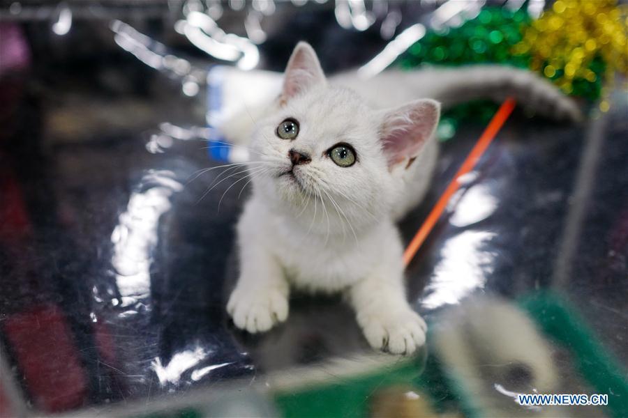 Highlights of KoShariki Cat Show in Moscow(1/9)