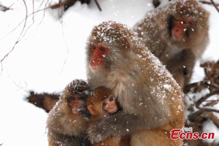 Wild macaques play in the snow(1/8)