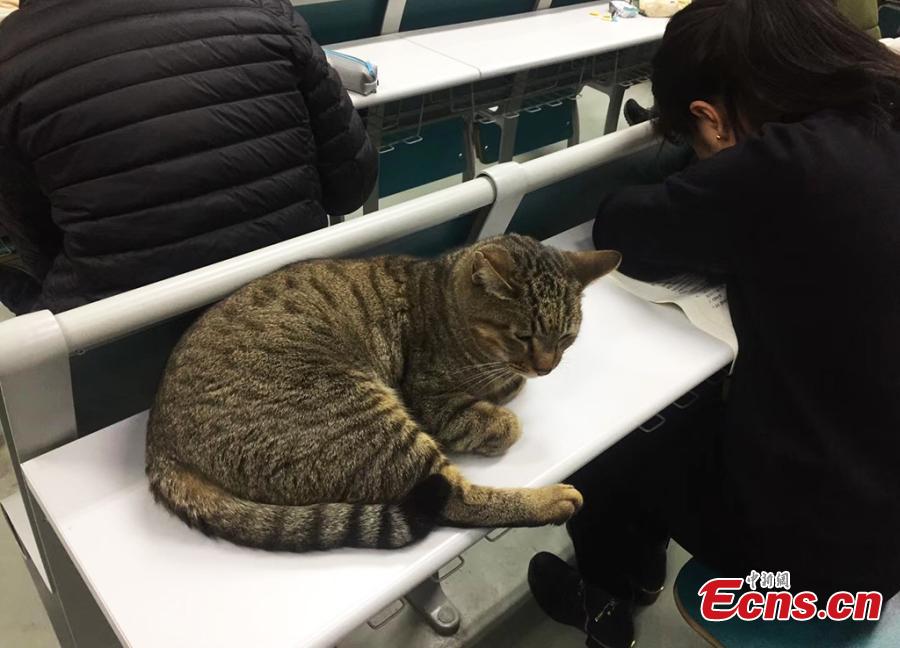 Cat 'invigilator' goes viral online (1/4)
