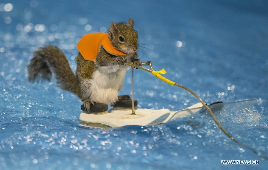 Water-Skiing Squirrel performs during 2018 Toronto Int'l Boat Show(1/6)