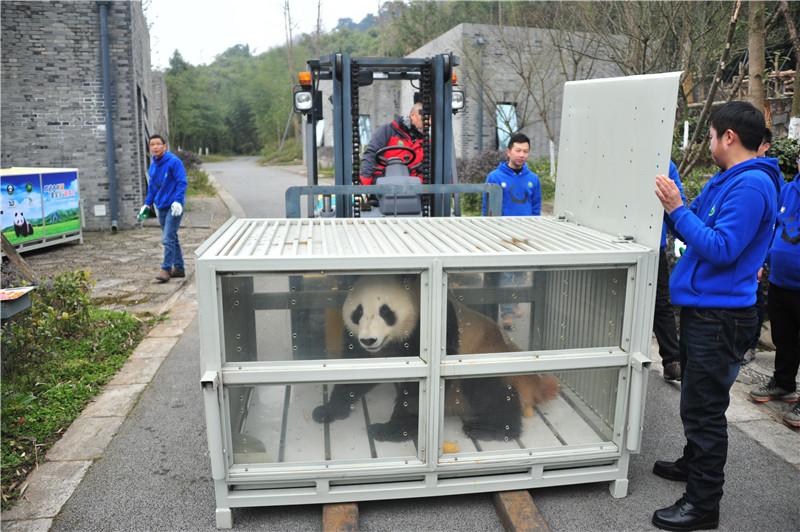Pandas head to Finland for 15-year research program(1/5)